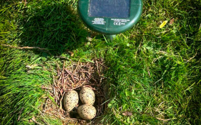 UFO’s, mollen en scholeksters